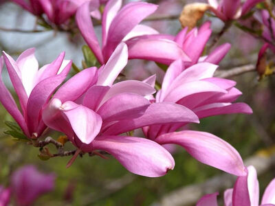 Магнолия лилиецветная Бетти (цветки пурпурно-красные снаружи и белые с розовым оттенком внутри)