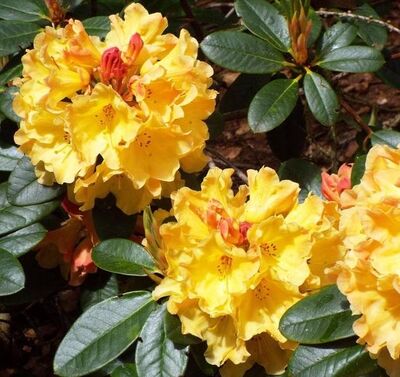 Рододендрон гибридный Нэнси Эванс (цветки золотисто-желтые)