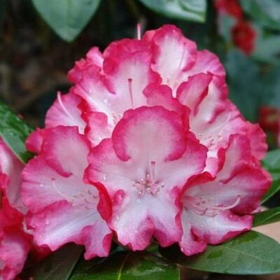 Рододендрон гибридный Энн Линдси (цветки белые с пурпурно-красной каймой, обильноцветущий, морозостойкий -30°С)
