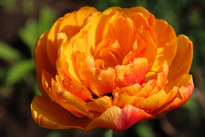 Тюльпан махровый поздний Сан Лавер (оранжево-жёлтый с красными прожилками, хамелеон, 10шт)