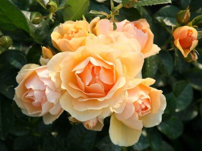 Роза флорибунда Ханзештадт Росток (янтарно-абрикосовый)