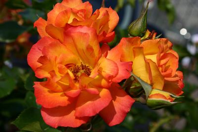 Роза парковая Бонанза (оранжевый с красным краем)