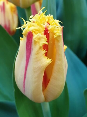 Тюльпан бахромчатый Пати Клоун (яркий, золотисто-желтый, с "горящей" красной полосой на каждом лепестке, 5шт)