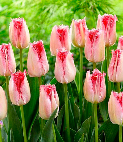 Тюльпан бахромчатый Свит Парадиз (Розовато-белый с густо-окрашенной широкой каймой клубничного цвета, 5шт)