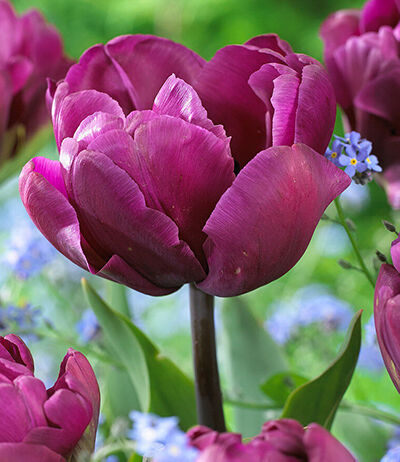 Тюльпан махровый поздний Аликанте (Ярко-фиолетовый, густомахровый, 10шт)