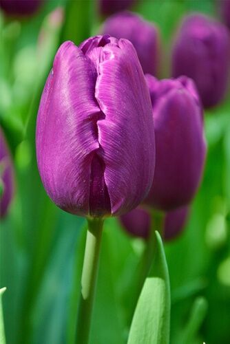 Тюльпан триумф Негрита (лилово-фиолетовый) 10 шт