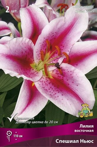 Лилия восточная Спешиал Ньюс (цветок малиново-розовый с пурпурным крапом и широкой белой каймой, диаметр цветка до 20 см) 2шт
