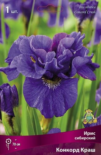 Ирис сибирский Конкорд Краш (цветы сине-фиолетовые со светлеющим центром) 1шт
