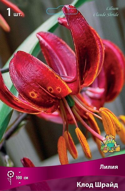 Лилия видовая Клод Шрайд (красный с золотистыми пятнами, тычинки ярко-оранжевые, 1шт)