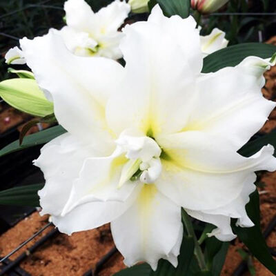 Лилия восточная махровая Близзард (белый с кремово-салатовым центром, диаметр цветка 20 см, на кусте до 10 цветков одновременно , 1шт)