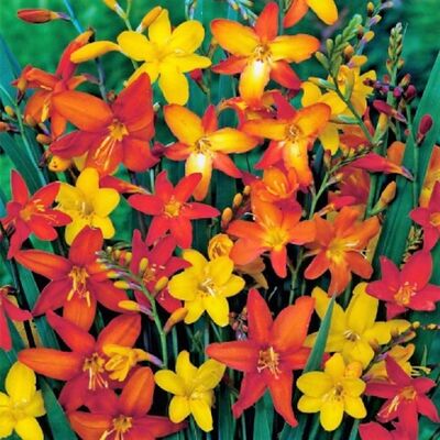 Крокосмия смесь окрасок (воронковидные некрупные цветы жёлтых, оранжевых, красных оттенков, до 10 шт в длинном стреловидном соцветии, 10шт)