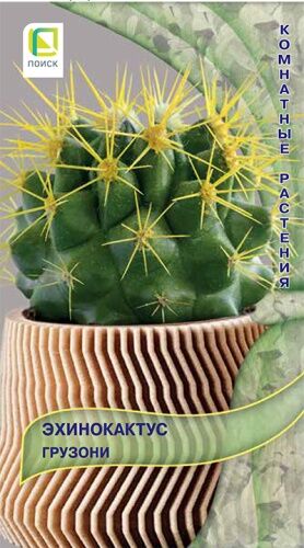Эхинокактус Грузони (ЦВ) ("К) 10шт