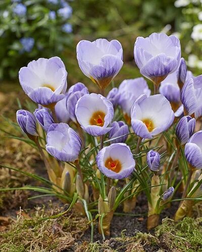 Крокус ботанический Блу Марлин 10шт ( Цветы нежные, светло-голубые с сиреневыми перьями на спинках лепестков)