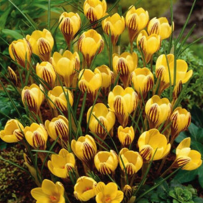 Крокус ботанический Джипси Гёрл 10шт (Цветы желтые с бордово-коричневым штрихом на спинках лепестков)