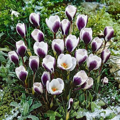 Крокус ботанический Принц Клаус 10шт (Цветы белые с пурпурно-фиолетово-спинками лепестков)
