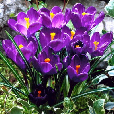 Крокус крупноцветковый Флауер Рекорд 10шт (Цветы пурпурно-фиолетовые с блестящими, будто "лакированными" лепестками)