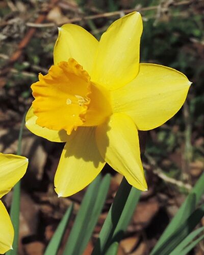 Нарцисс крупнокорончатый Синьор 5шт (Нежно-желтый цветок с крупной ярко-желтой коронкой. По мере цветения лепестки становятся почти белыми. Цветоносы стойкие, прочные. Красиво смотрится в срезке)