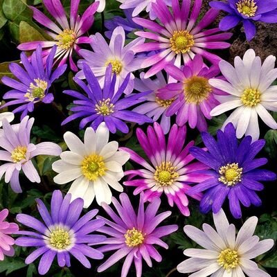Анемона Бланда смесь окрасок 10шт (Очаровательный многолетник с красивыми цветами белых, пурпурных, розовых и голубых окрасок. Цветы в форме маленьких ромашек диаметром до 6 см. Цветет рано весной. Впишется в любой уголок природного сада)