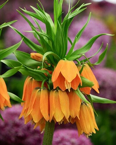 Рябчик императорский Гарланд Стар 1шт (Цветы ярко-оранжевые, смотрят вниз. Цветоносы крепкие, толстые. Отличается обильным цветением)