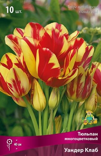 Тюльпан многоцветковый Уандер Клаб 7шт (желтый с ярко-красными всполохами, из одной луковицы 5-7 стеблей)