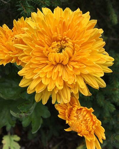 Хризантема корейская Золотая осень 1шт (Ярко-желтые с оранжевым отливом полумахровые цветы диаметром 6-7 см)