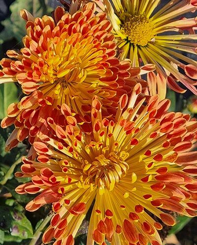 Хризантема корейская Салют 1шт (Цветы двухцветные, с ложковидными лепестками, свернутыми в трубочку. Окраска внешней стороны желтая, внутри красно-оранжевая)