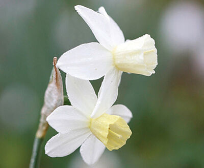 Нарцисс жонкиллиевидный Сэулбоут 5шт (Белый с бледно-лимонной коронкой. Очень нежный. На стебле 2-3 цветка)