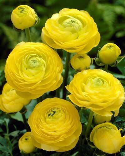 Лютик азиатский Йеллоу 10шт (Цветы полумахровые ярко-желтые, по форме напоминают маленькие розочки. Лепестки шелковистые, блестящие. Цветут в течение месяца)