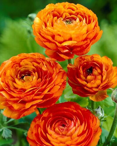Лютик азиатский Ориндж 10шт (Цветы полумахровые оранжевые, по форме напоминают маленькие розочки. Лепестки шелковистые, блестящие. Цветут в течение месяца)