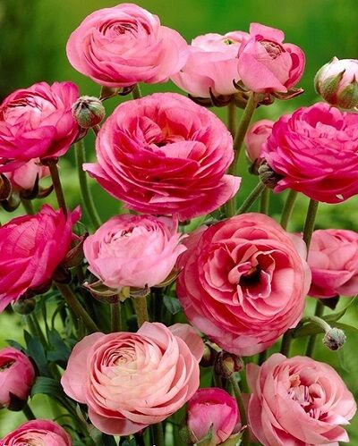 Лютик азиатский Пинк 10шт ( Цветы полумахровые розовые, по форме напоминают маленькие розочки. Лепестки шелковистые, блестящие. Цветут в течение месяца)