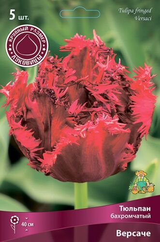 Тюльпан бахромчатый Версаче 5шт (насыщенный рубиновый, идеален для срезки)