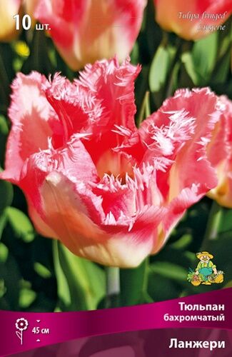 Тюльпан бахромчатый Ланжери 7шт (сливочно-серебристый с переходом в нежно-розовую бахрому)