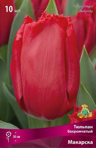 Тюльпан бахромчатый Макарска 10шт (красно-розовый с густой бахромой)
