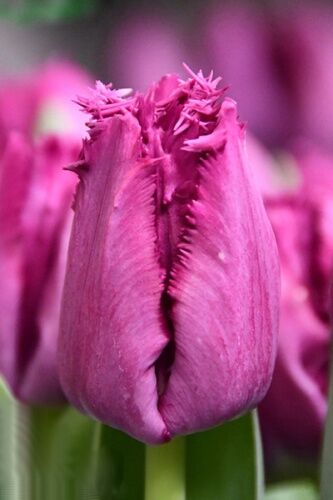 Тюльпан бахромчатый Сан Клементе 10шт (Пурпурно-лиловый)