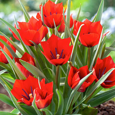 Тюльпан ботанический Ред Хантер 10ш (пылатющий, ярко-красный)