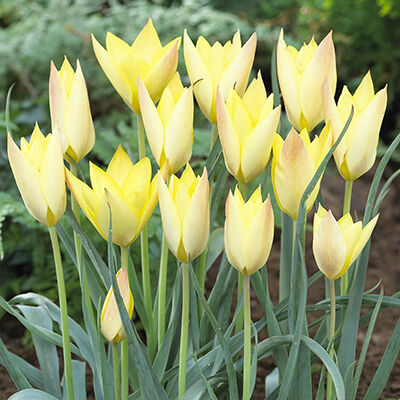 Тюльпан ботанический Хонки Тонк 10шт (цветок нежно-желтый с оранжево-розовым налетом на внешней стороне лепестков)