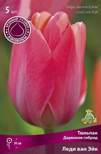 Тюльпан Дарвинов гибрид Леди ван Эйк 5шт (флуоресцентный розовый с лиловыми переливами. Розовый цвет усиливается со зрелостью цветка)