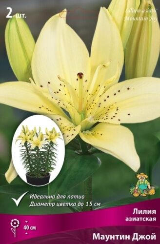 Лилия азиатская горшечная Маунтин Джой 2шт (светло-желто-ванильный с более насыщенным центром и редким, темно-бордовым крапом, центральные лепестки узкие, смотрят вверх, диаметр цветка 15 см)