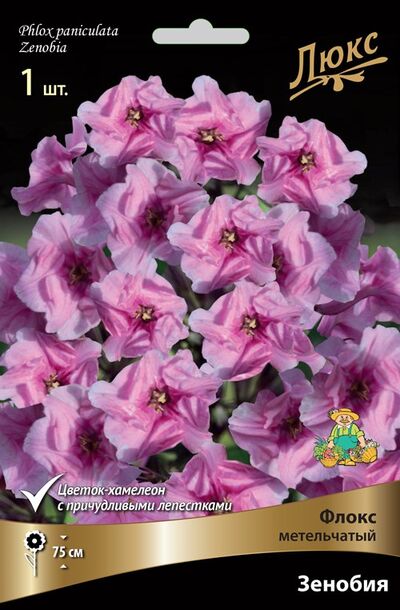 Флокс метельчатый Зенобия 1шт (ХАМЕЛЕОН, цвет изменяется от бледно-розового, почти белого, до насыщенно-розового; оригинальная форма цветка - на разных этапах цветения лепестки заворачиваются и отгибаются, долгоцветущий)