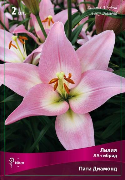 Лилия ЛА-Гибрид Пати Даймонд (нежно-розовый с белым центром, диаметр цветка 19см, 2шт, 14/16)