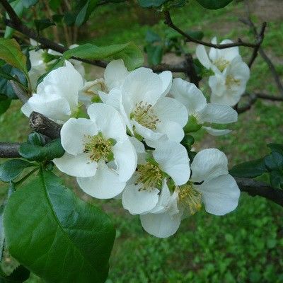 Айва красивая Нивалис (цветки белые)