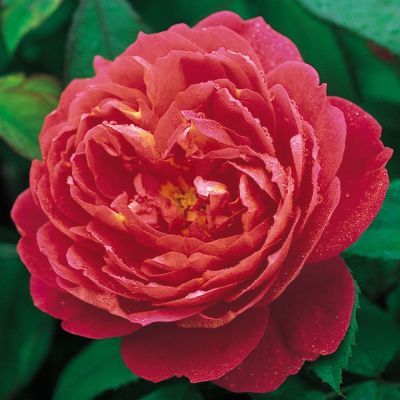 Роза английская парковая Бенжамин Бриттен (красно-оранжевый)