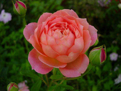 Роза английская парковая Джубили Селебрейшен (лососево-розовый с золотой подложкой)