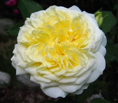 Роза английская парковая Пилгрим (нежно-желтый)