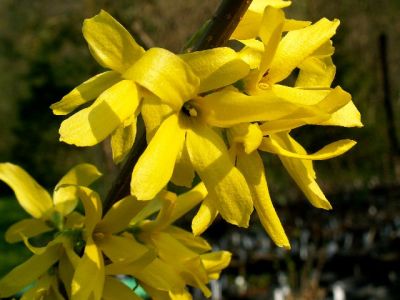 Форзиция промежуточная Линвуд Голд (цветки золотисто-желтые)
