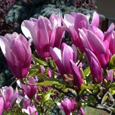 Магнолия Суланжа Сюзан (цветки колокольчиковидные, в основании темно-малиновые)