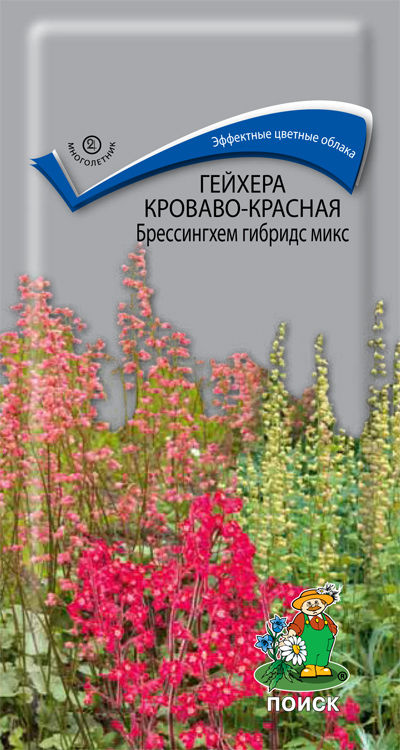 Интернет магазин гейхера семена. Семена гейхера Брессингхем. Гейхера кроваво красная семена. Гейхера Брессингхем, кроваво-красная. Гейхера Брессингхем Гибридс микс.