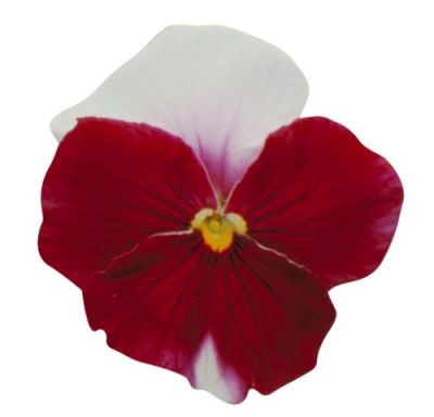 Виола крупноцветковая Динамит Бекон Роуз (1уп-100шт)