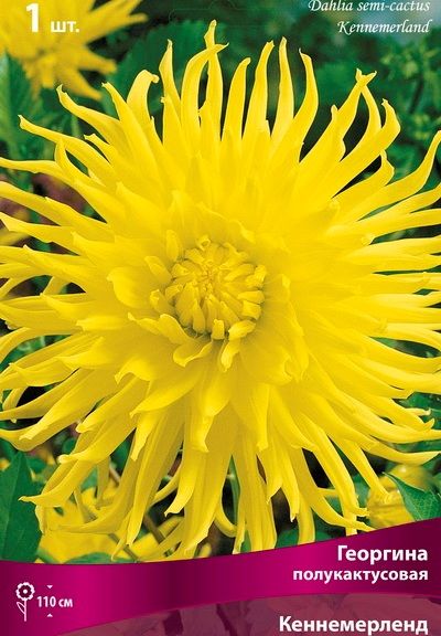 Георгина полукактусовая Кеннемерланд (жёлтый, насыщенный, диаметр цветка 11см, 1шт, I)