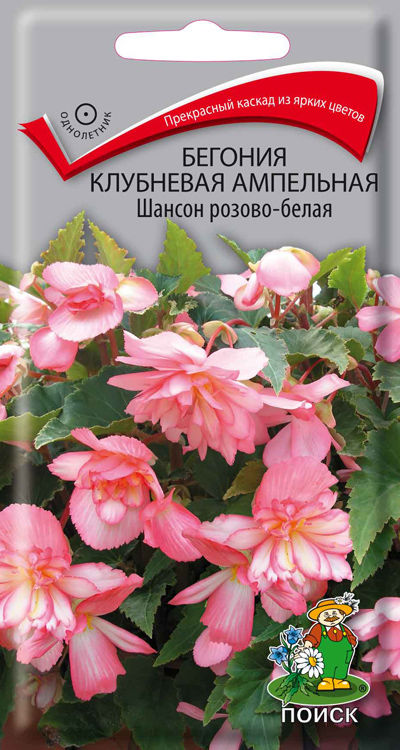 Бегония клубневая ампельная Шансон розово-белая (ЦВ) ("1) 10шт